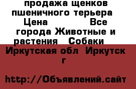 продажа щенков пшеничного терьера › Цена ­ 35 000 - Все города Животные и растения » Собаки   . Иркутская обл.,Иркутск г.